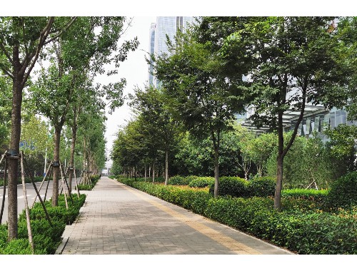 博鱼官方网站：开远城市绿化树木有哪些